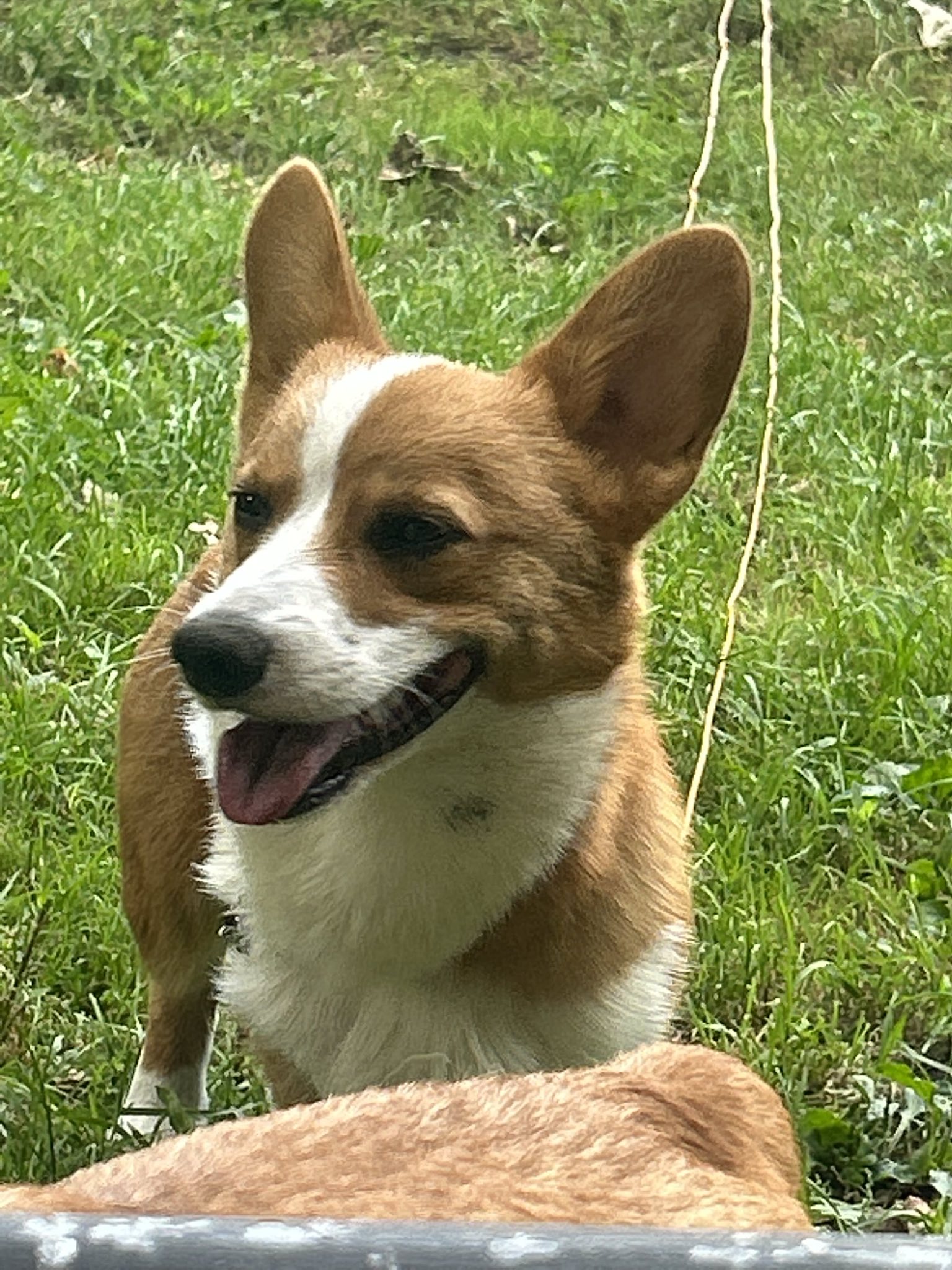 Photo of Corgi smiling to camera